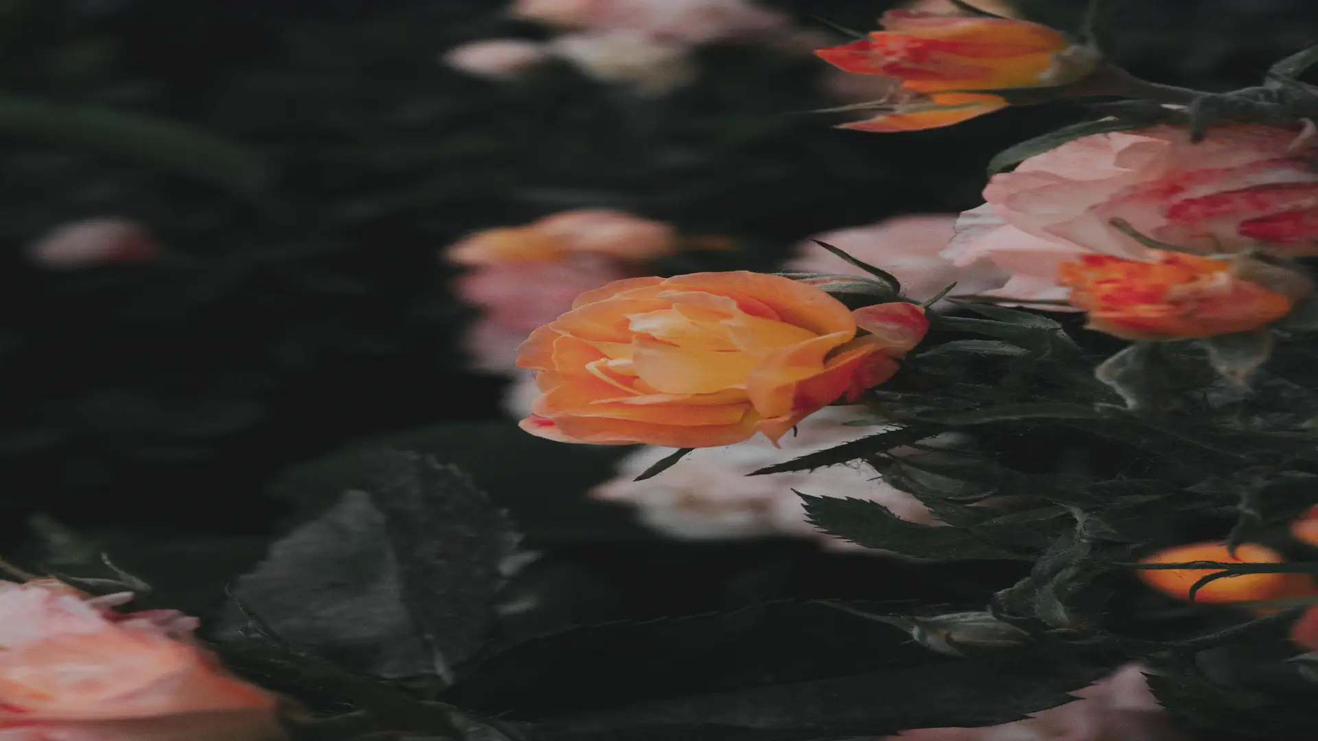 AI landscape design — real photo of orange roses blooming in a garden